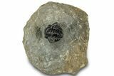 Enrolled Gerastos Trilobite Fossil - Morocco #311239-3